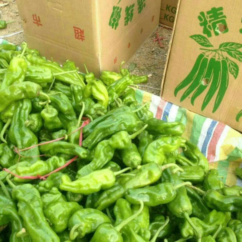 辣椒，薄皮辣椒，/301辣椒，皮亮现货现发，