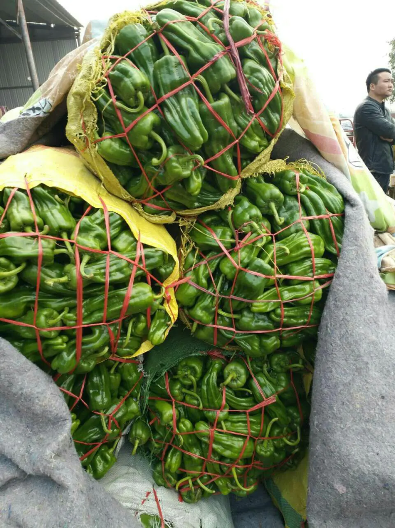 辣椒，薄皮辣椒，/301辣椒，皮亮现货现发，