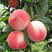 中桃9号，成熟时间早，早熟桃苗新品种，可视频看货