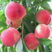 甜桃8号，大果型白肉毛桃新品种，可支持视频看货