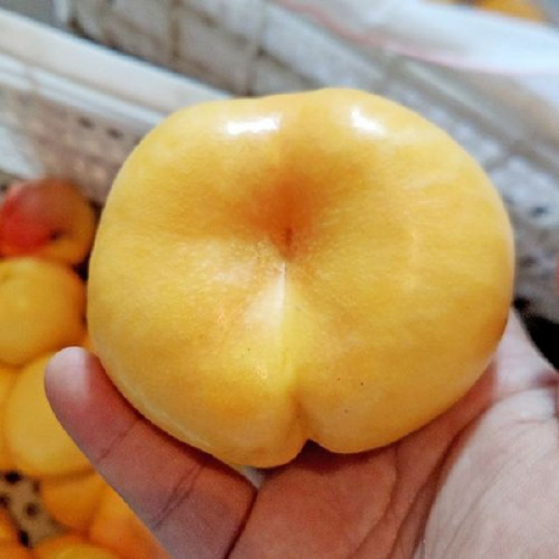 黄金油蟠15号，新品种黄肉蟠桃，支持视频看货