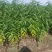 黄金油蟠15号，新品种黄肉蟠桃，支持视频看货