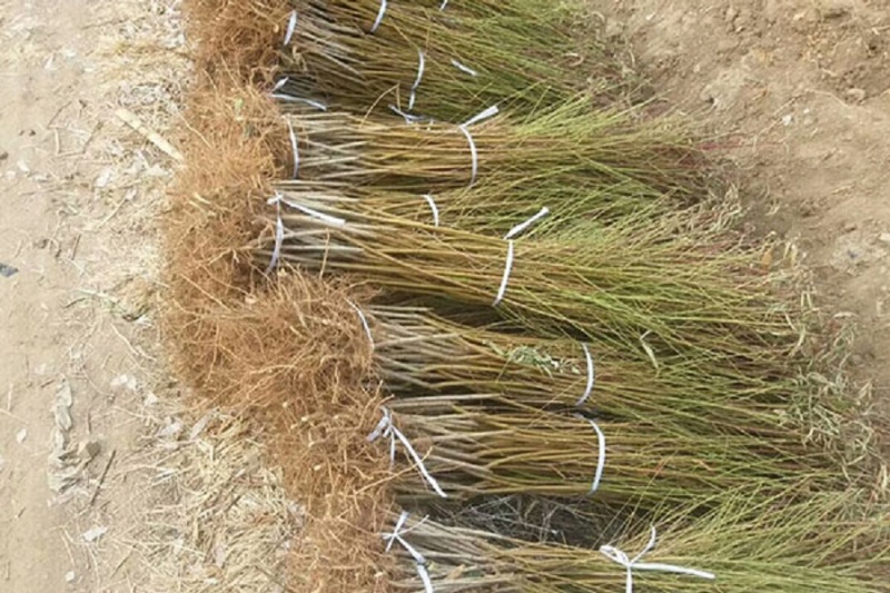 黄金油蟠13号，蟠桃树苗，河南美图果树苗木基地