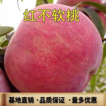 红不软桃树苗现挖现发品种着色好品质优耐储藏