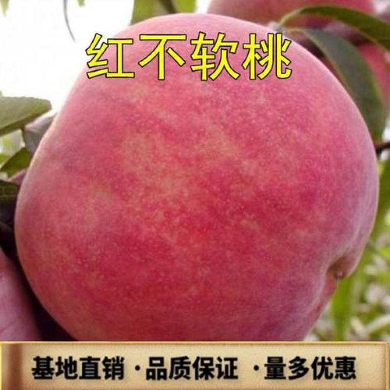 红不软桃树苗现挖现发品种着色好品质优耐储藏
