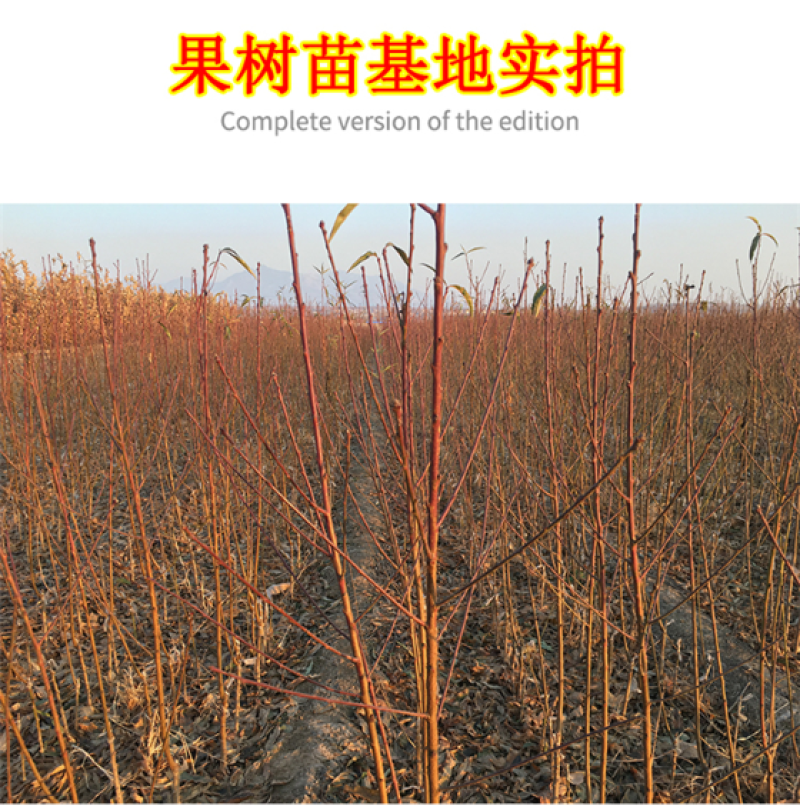 红不软桃树苗现挖现发品种着色好品质优耐储藏