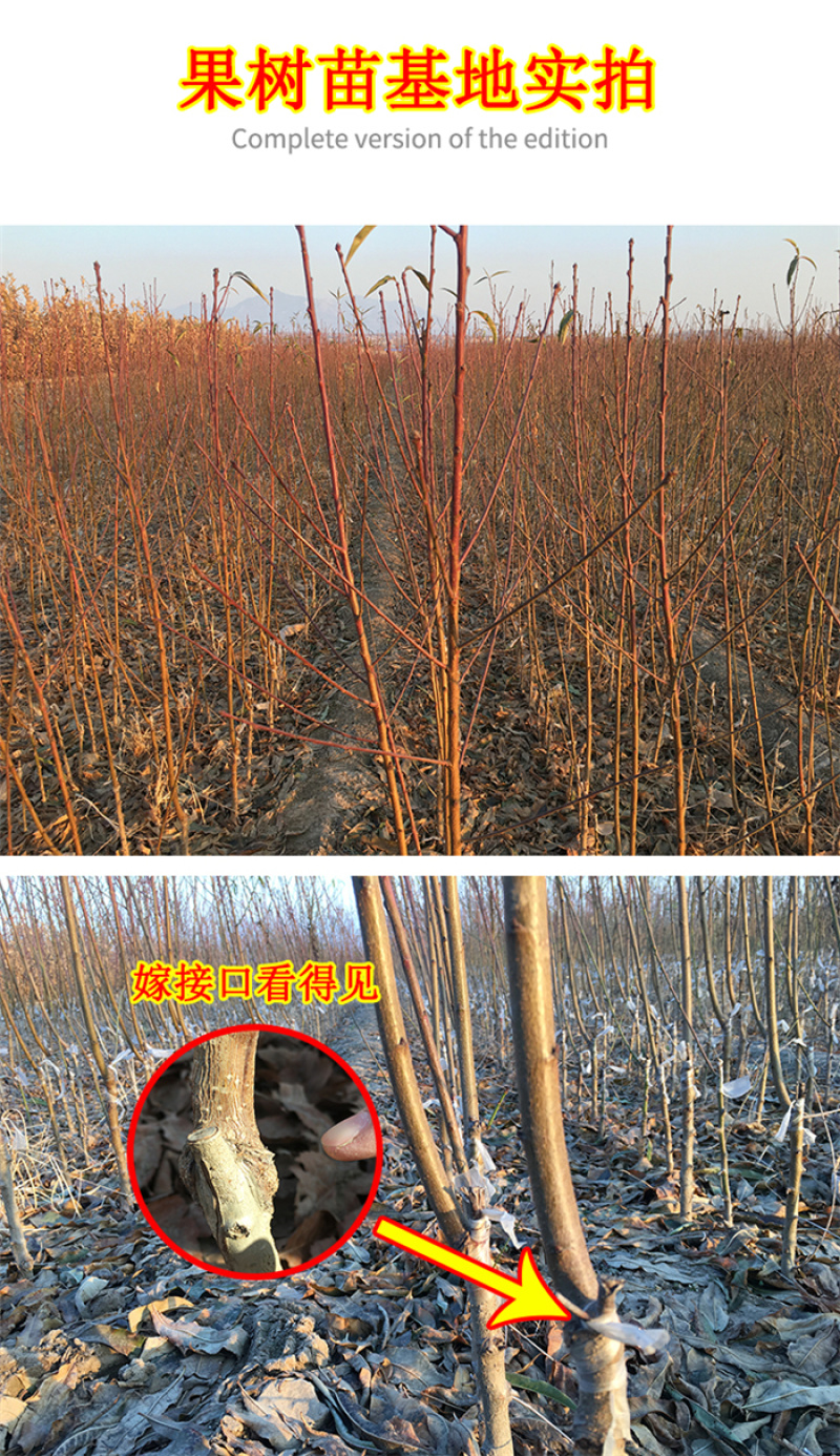 黄桃树苗品种纯正基地现挖现发技术指导