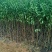【推荐】毛桃树苗桃树实生苗自家苗圃现挖现发