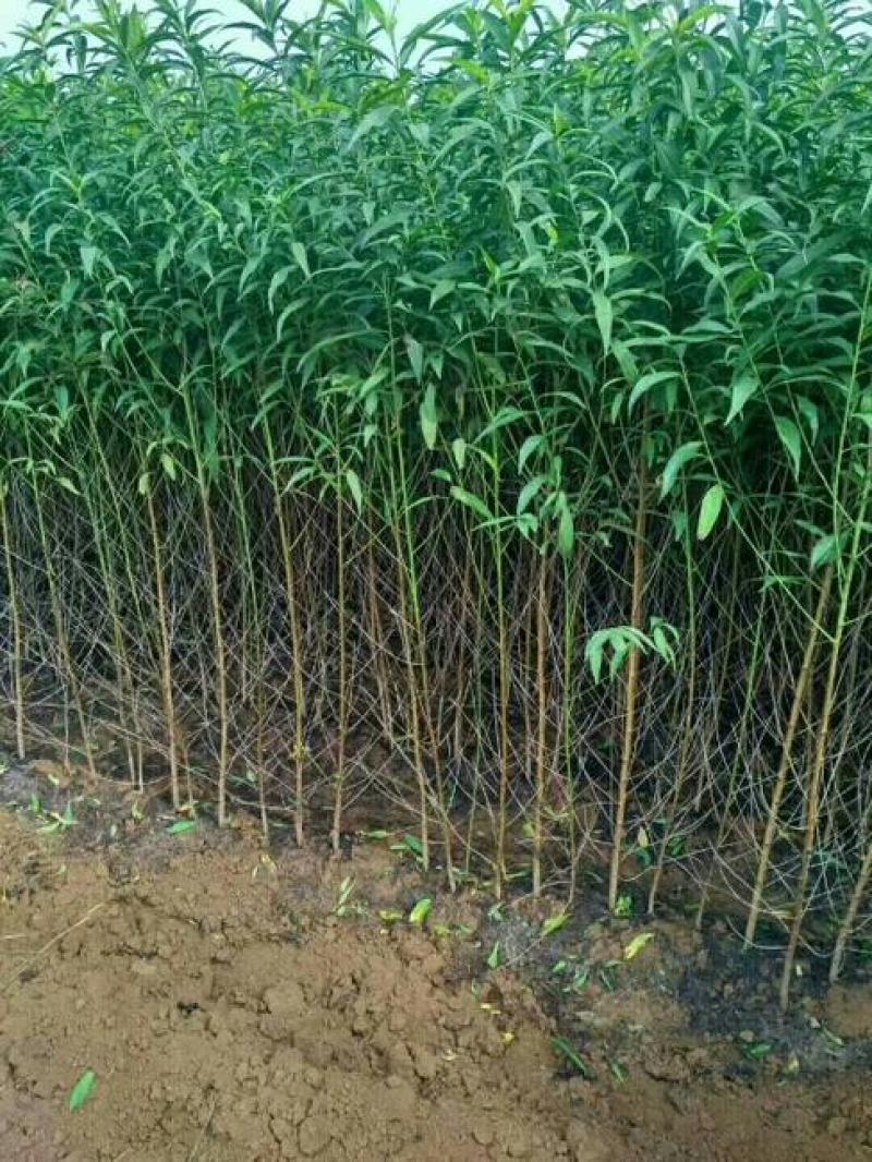 【推荐】毛桃树苗桃树实生苗自家苗圃现挖现发