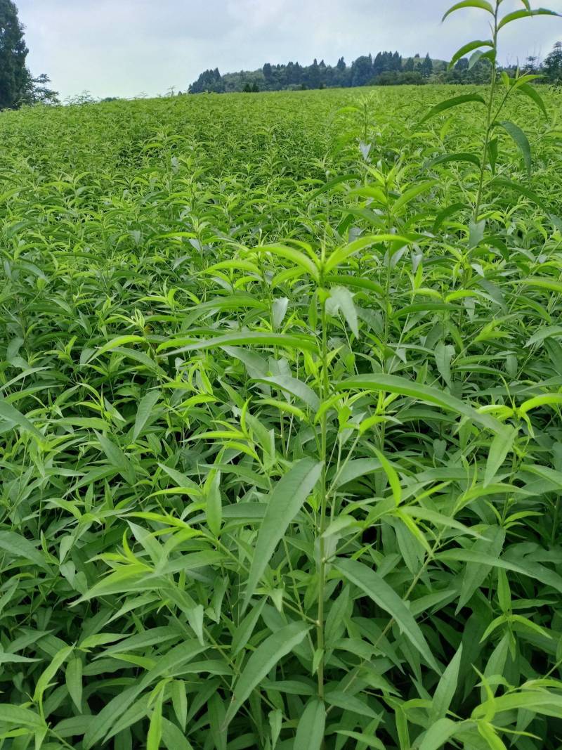 【推荐】毛桃树苗桃树实生苗自家苗圃现挖现发
