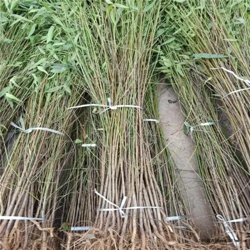 【推荐】毛桃树苗桃树实生苗自家苗圃现挖现发