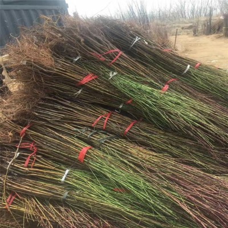 【推荐】毛桃树苗桃树实生苗自家苗圃现挖现发