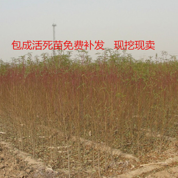 【推荐】毛桃树苗桃树实生苗自家苗圃现挖现发