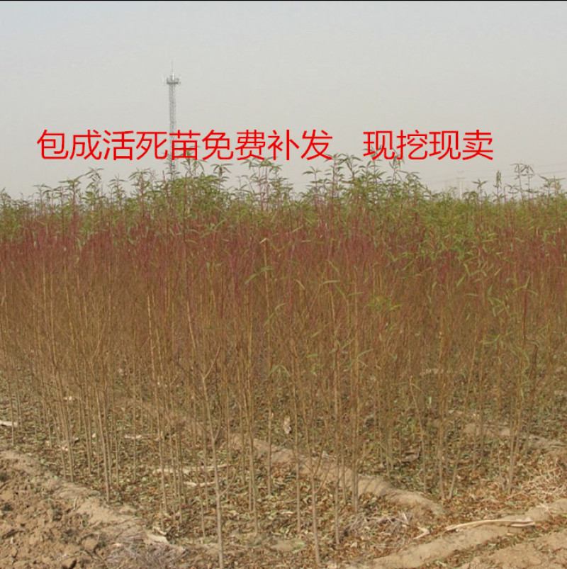 【推荐】毛桃树苗桃树实生苗自家苗圃现挖现发