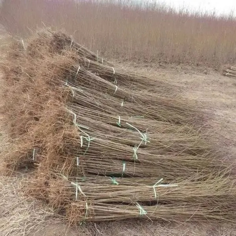 【推荐】毛桃树苗桃树实生苗自家苗圃现挖现发
