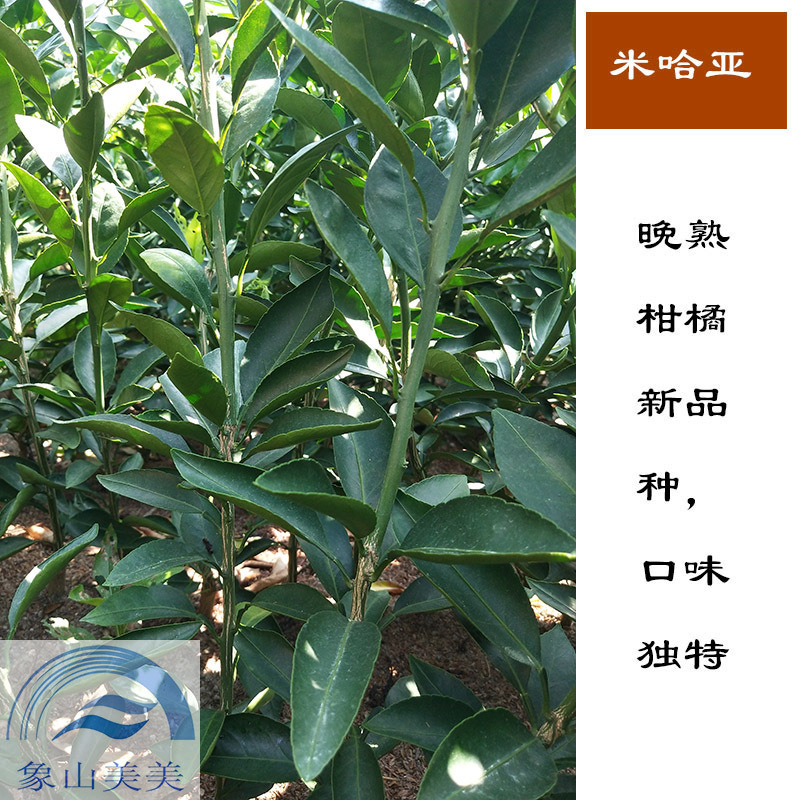 米哈亚柑橘苗，米哈亚树苗，象山优质桔子苗批发