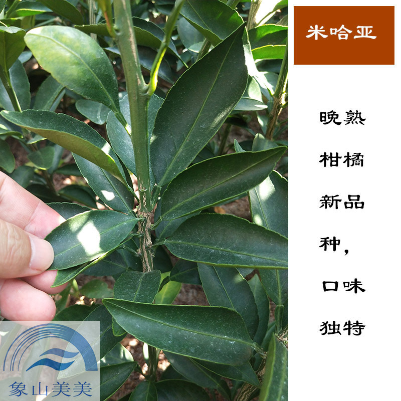 米哈亚柑橘苗，米哈亚树苗，象山优质桔子苗批发
