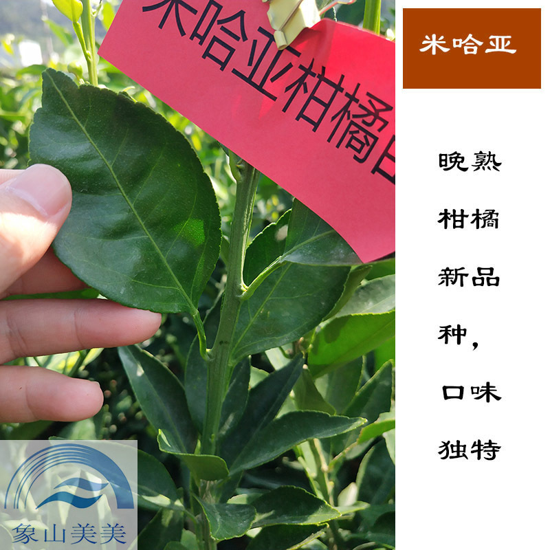 米哈亚柑橘苗，米哈亚树苗，象山优质桔子苗批发