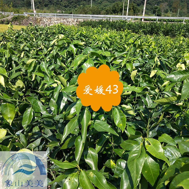 爱媛43号，金瑶，无核沃柑，优良柑橘苗批发，品种全