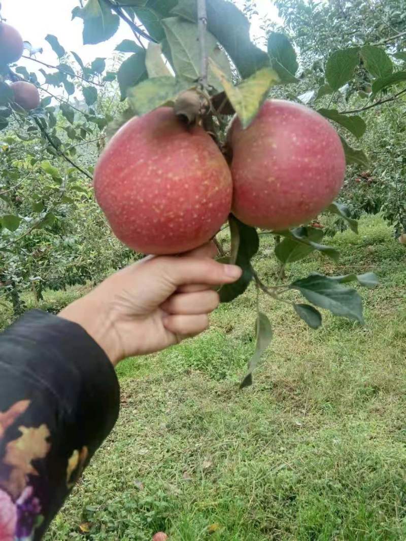 糖心苹果四川基地供货大量上市全国发货价格从优