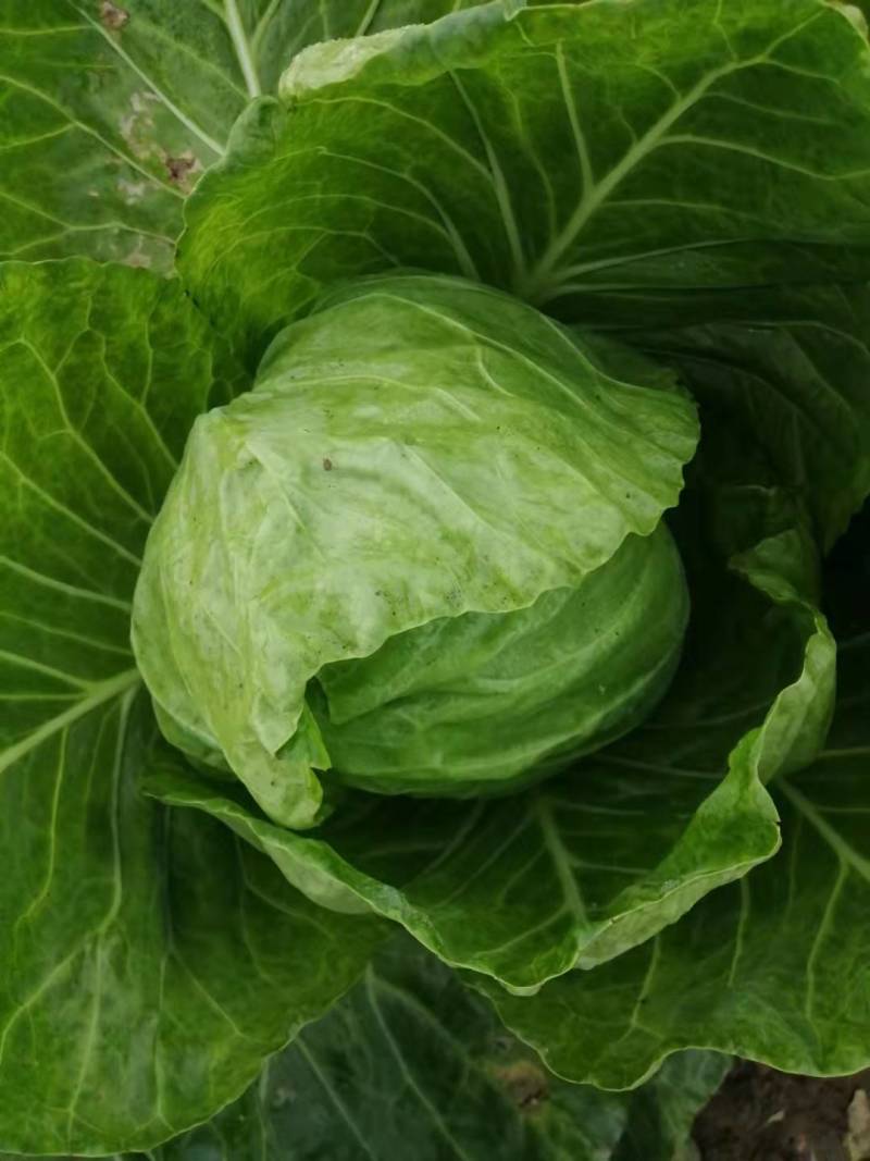 定州甘蓝大量上市个头均匀无虫害货源充足