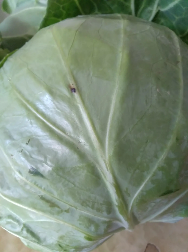 定州甘蓝大量上市个头均匀无虫害货源充足