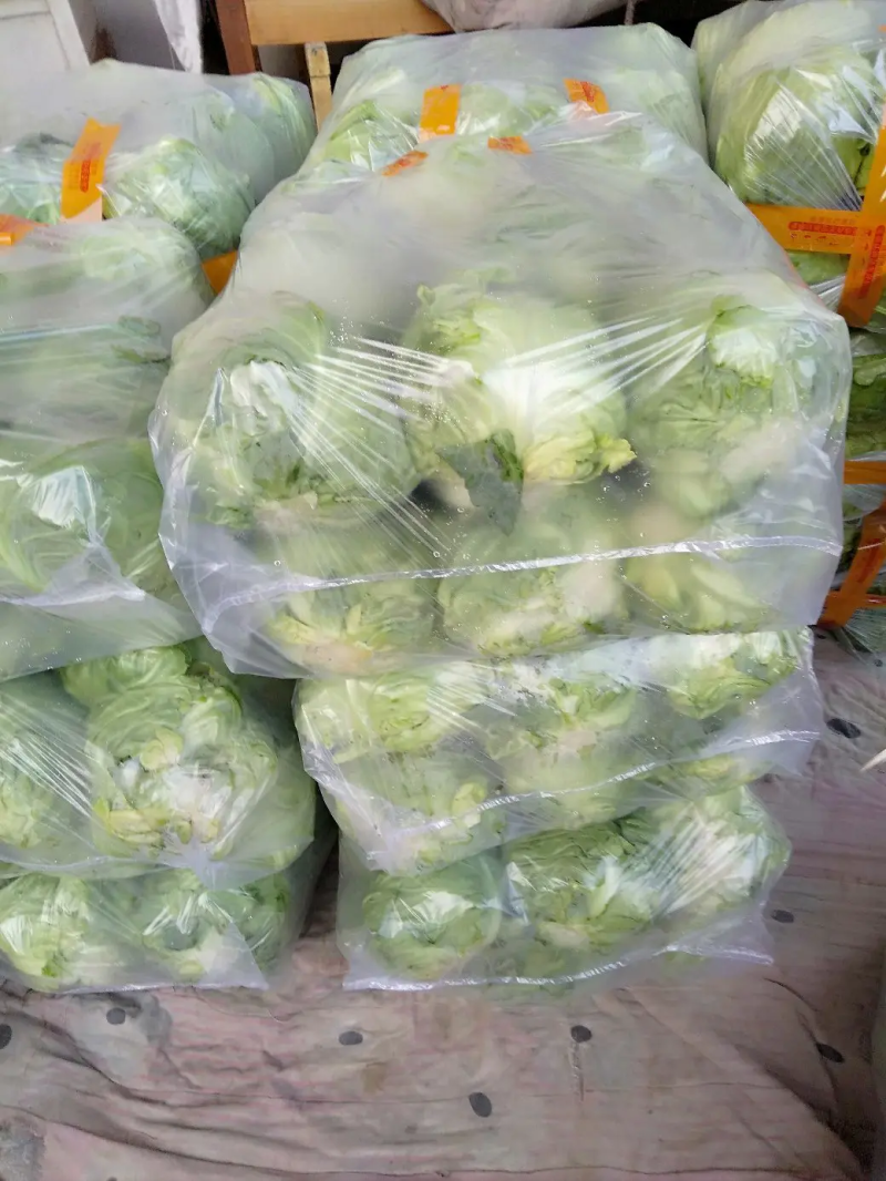 定州甘蓝大量上市个头均匀无虫害货源充足