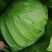 定州甘蓝大量上市个头均匀无虫害货源充足