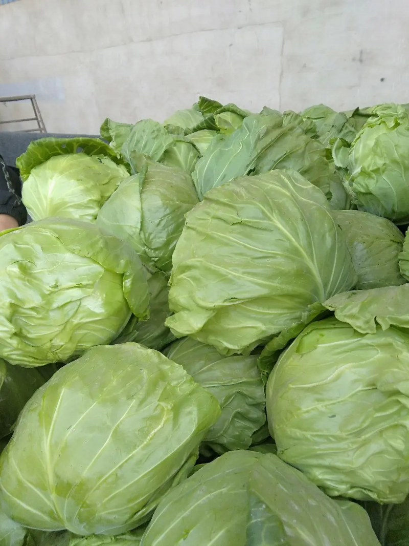 定州甘蓝大量上市个头均匀无虫害货源充足