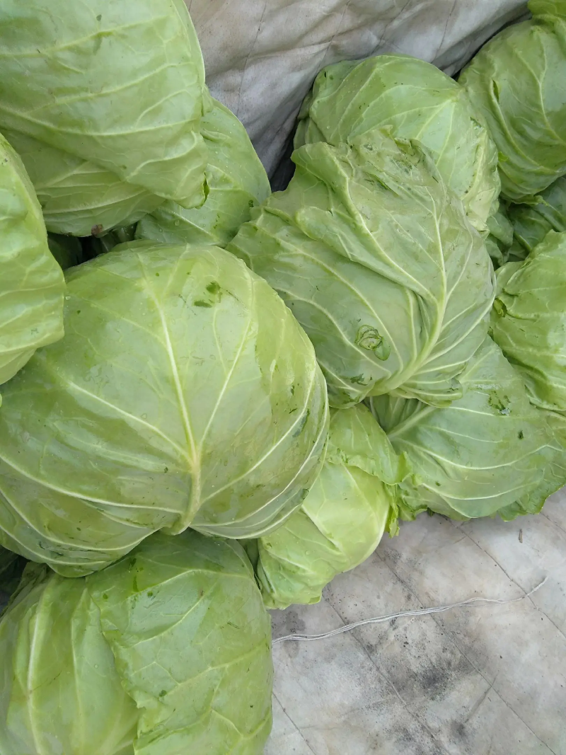 定州甘蓝大量上市个头均匀无虫害货源充足