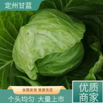 定州甘蓝大量上市个头均匀无虫害货源充足