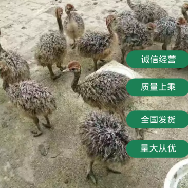 非洲鸵鸟苗鸵鸟蛋种鸵鸟一个月两个月鸵鸟苗