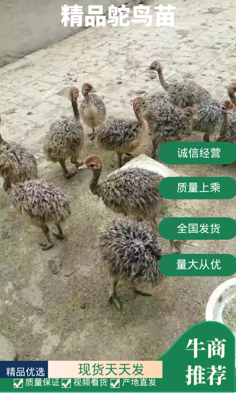 非洲鸵鸟苗鸵鸟蛋种鸵鸟一个月两个月鸵鸟苗