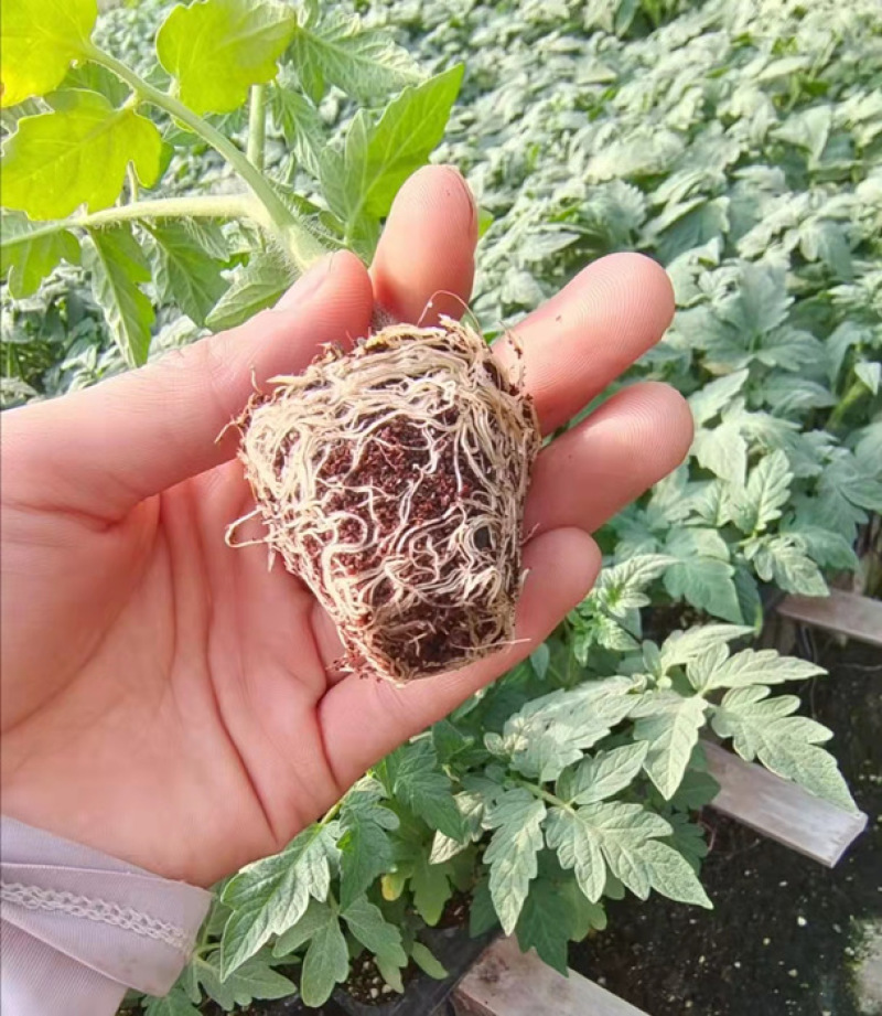 千禧圣女果苗改良千禧樱桃小粉红色果