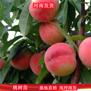 【易存活】春雪桃树苗1年苗果个大甜度高品种纯