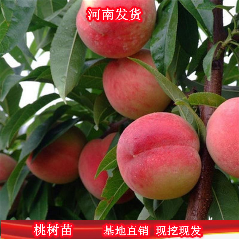 【易存活】春雪桃树苗1年苗果个大甜度高品种纯