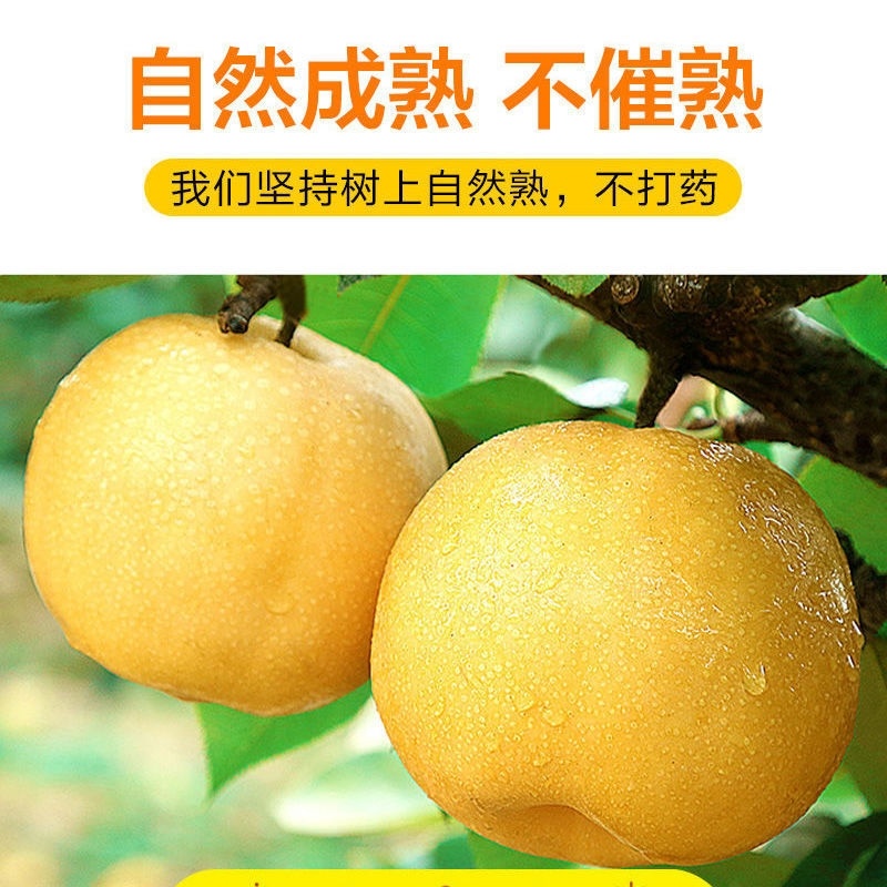 馆陶县金磊果品站大量供应各种规格晚秋黄梨.