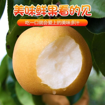 馆陶县金磊果品站大量供应各种规格晚秋黄梨.