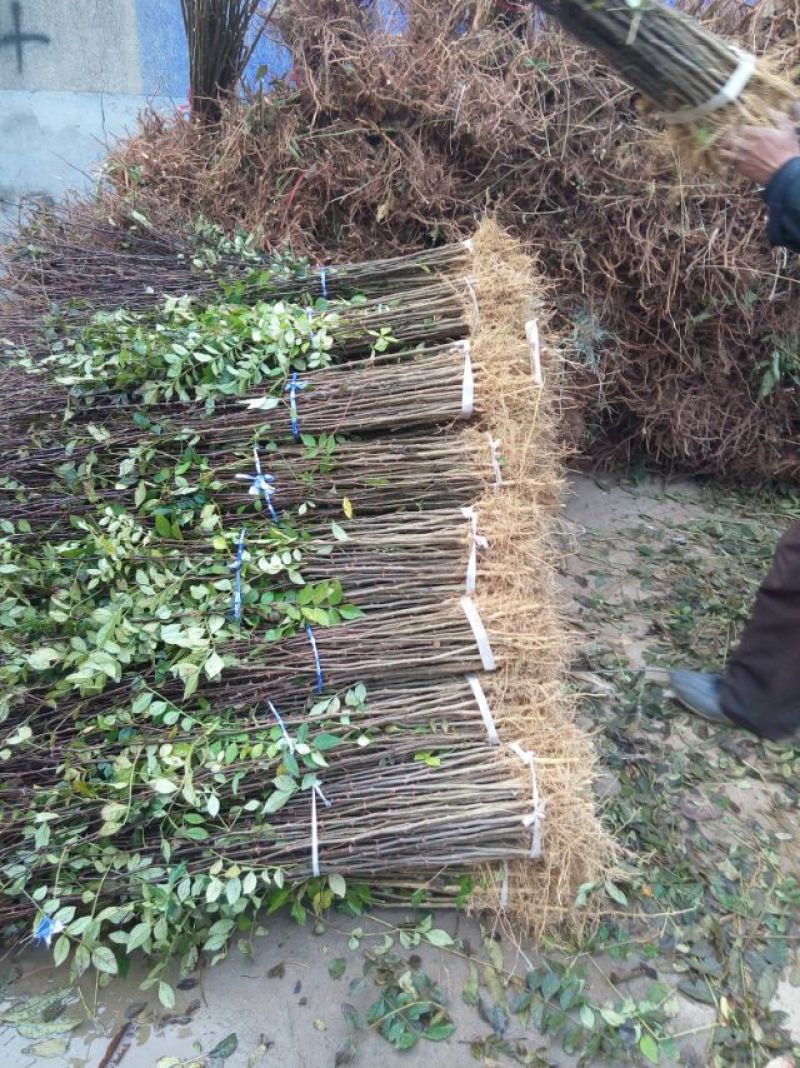 大红袍花椒苗狮子头花椒苗基地直发保成活
