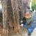 大红袍花椒苗狮子头花椒苗基地直发保成活