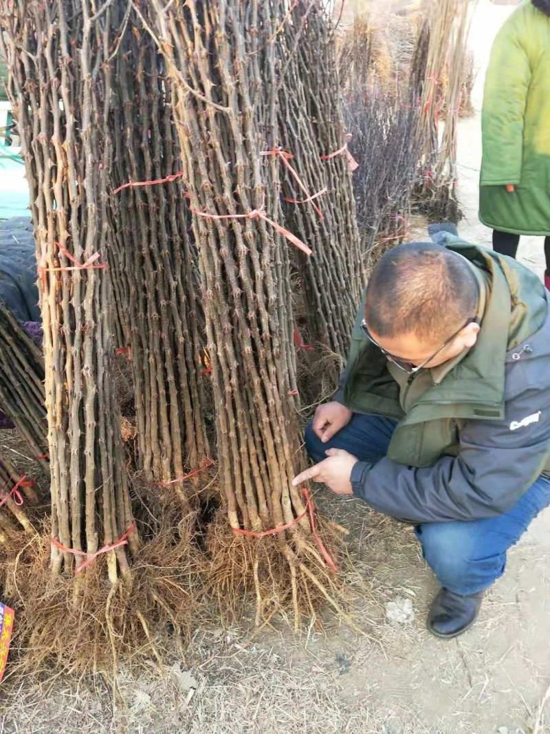 大红袍花椒苗狮子头花椒苗基地直发保成活