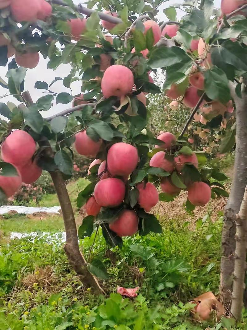 辽宁中秋王苹果绥中苹果产地直发大量供应脆甜可口