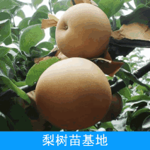 【梨】秋月梨树苗规格齐全价格优惠河南货源现挖现卖