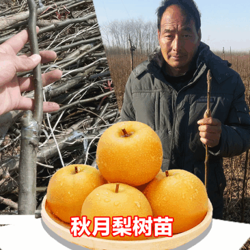 秋月梨树苗品种保证秋月梨苗价格优惠0.8到2公分