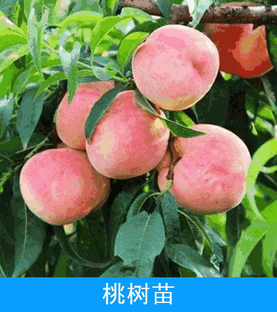 河南毛桃树苗蟠桃沙红大久保1-3年生嫁接成品桃苗