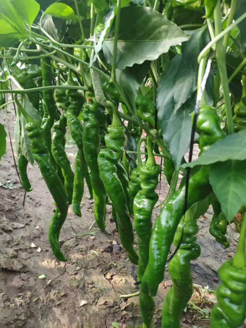 陇椒苗大果陇椒苗陇椒种苗厂华美105陇椒苗提前预定