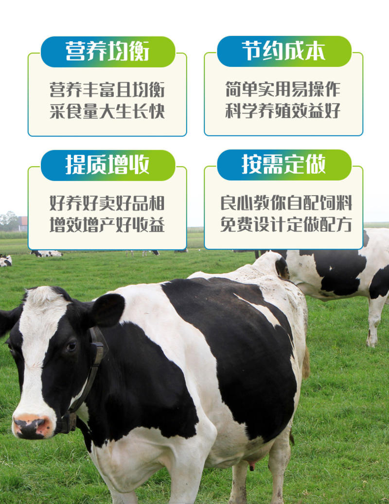 高产4%奶牛产奶期预混料奶牛饲料产奶饲料厂家直供