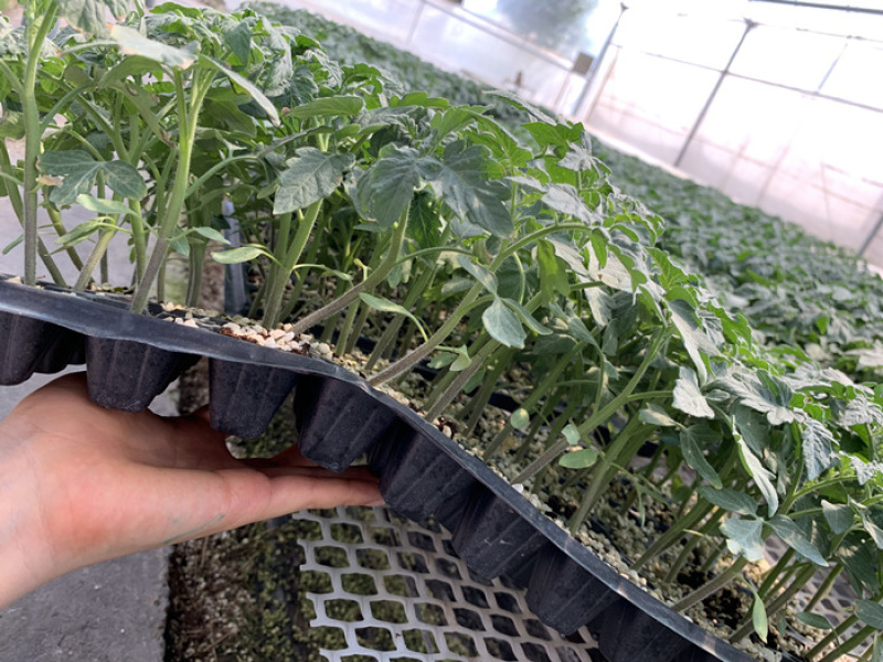 大红西红柿苗【预定嫁接苗】先正达齐达利番茄苗大红番茄苗