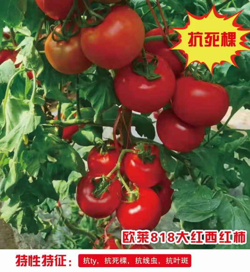 大红西红柿苗【预定嫁接苗】先正达齐达利番茄苗大红番茄苗