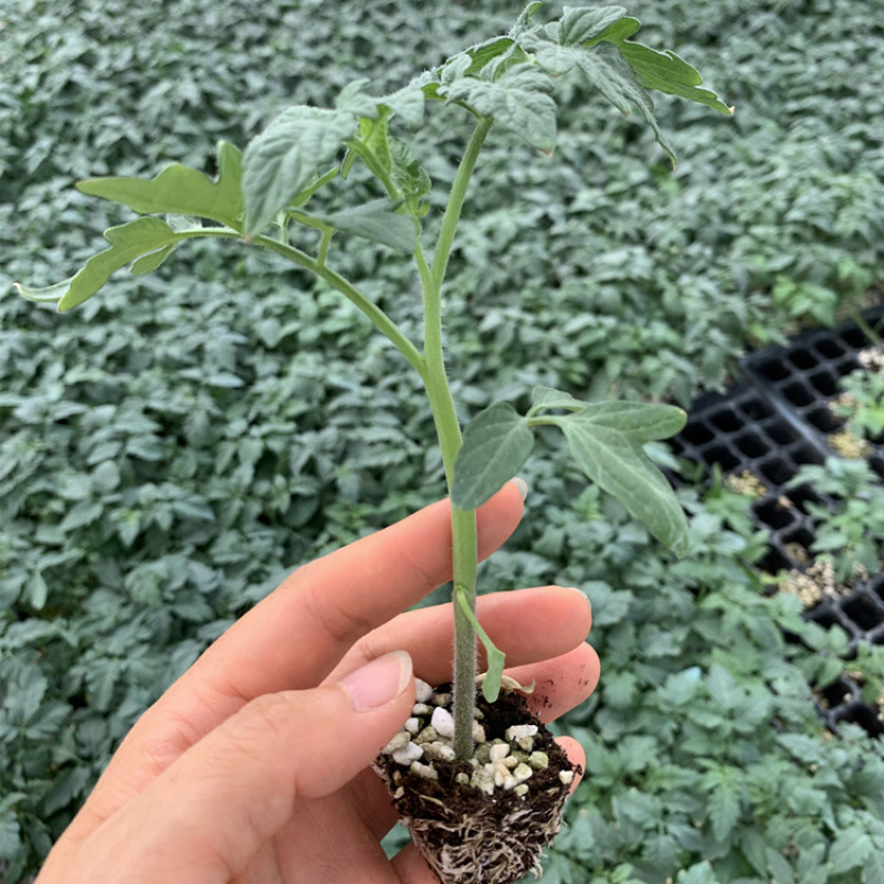 大红西红柿苗【预定嫁接苗】先正达齐达利番茄苗大红番茄苗